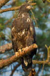 American Bald Eagle Fledgling
