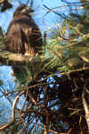 Immature Bald Eagle