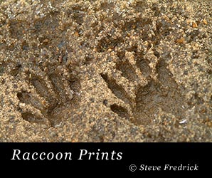 Raccoon Prints in the sand near a creek at Welkimewier