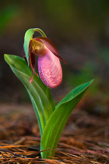 2005_0507PinkLadySlippers0023