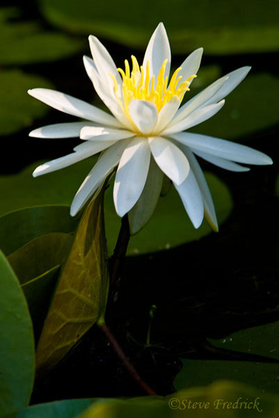 2005_0724AssawomanWaterLily0008