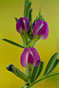 2004_0424Wildflowers0014