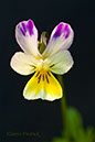 2004_0424Wildflowers0032