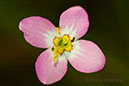 2004_0828Assawoman_Flowers2_0002_1