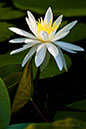 2005_0724AssawomanWaterLily0008