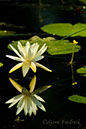 2005_0724AssawomanWaterLily0012