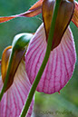 2006_0513PinkLadySlippers0020