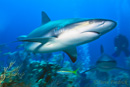 Reef Shark