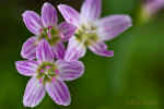 Spring Beauty, Horizontal