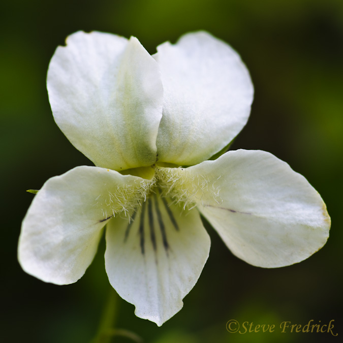 White Violet