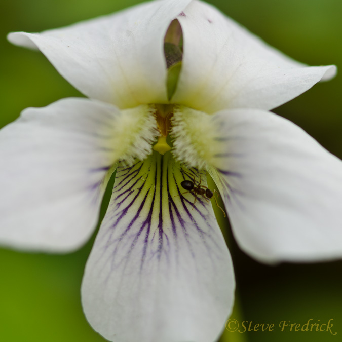 White Violet with Ant