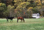 Covered-Bridge_300_340x50072.jpg (34693 bytes)