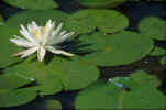 Flower_320_4x6_90.jpg (38389 bytes)