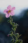 Flowers202 4x6 @72.JPG (19124 bytes)