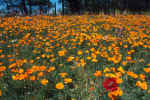 Flowers 139 5x7 @72.JPG (99984 bytes)