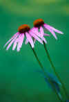 Flowers 222 4x6@72.JPG (27594 bytes)