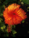 Flowers_244_4x672.JPG (11696 bytes)