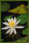 Flowers_308_5x772_copy.jpg (40917 bytes)