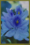 Nature_Closeup_239_400x60072.jpg (53123 bytes)