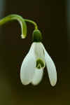 2005_0325WesttownSnowDrop1_0012.jpg (28371 bytes)