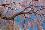 20070421_Oakborne_0001.jpg (233778 bytes)