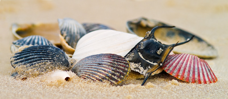 Skate Egg Casing and Shells (Mermaids Purse and Scallop Shells)