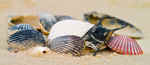 Skate Egg Casing and Shells (Mermaids Purse and Scallop Shells)