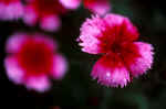 flowers 178 4x6 @ 72.JPG (21019 bytes)